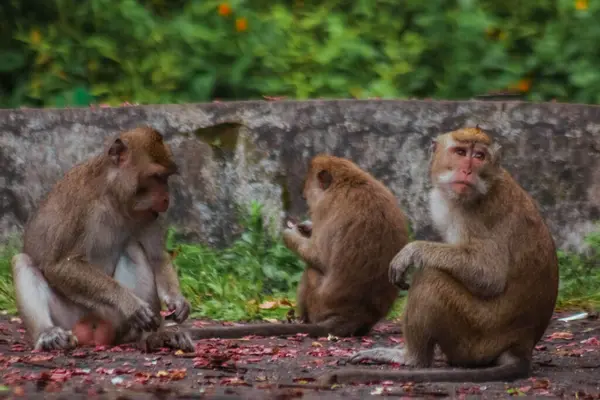 Довгохвостих Мавп Індонезії Під Час Туру Пярну — стокове фото