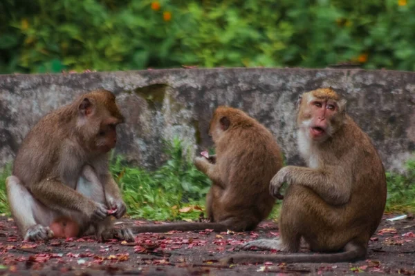 Довгохвостих Мавп Індонезії Під Час Туру Пярну — стокове фото