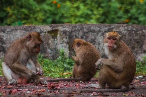 Long Tailed Monkeys Indonesia Plangon Tour — Stock Photo, Image