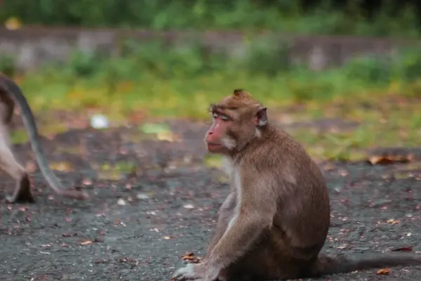 Macacos Cauda Longa Indonésia Passeio Plangon — Fotografia de Stock