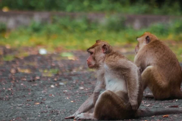 Macacos Cauda Longa Indonésia Passeio Plangon — Fotografia de Stock