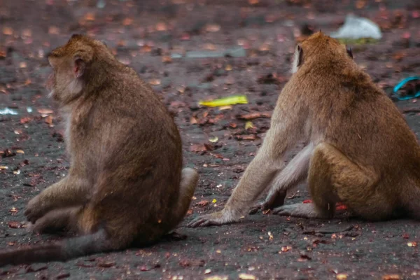 Macacos Cauda Longa Indonésia Passeio Plangon — Fotografia de Stock