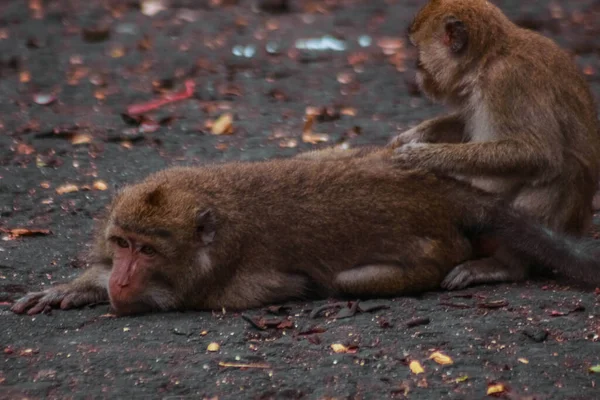 印度尼西亚的长尾猴进行了长尾猴巡游 — 图库照片