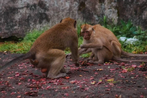 Hosszúfarkú Majmok Indonéziában Plangon Túra — Stock Fotó