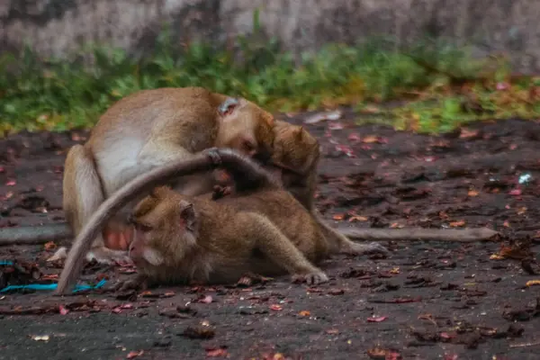 Małpy Długoogonowe Indonezji Trasie Plangon — Zdjęcie stockowe