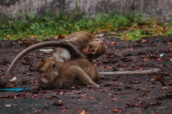 Monos Cola Larga Indonesia Plangon Tour — Foto de Stock