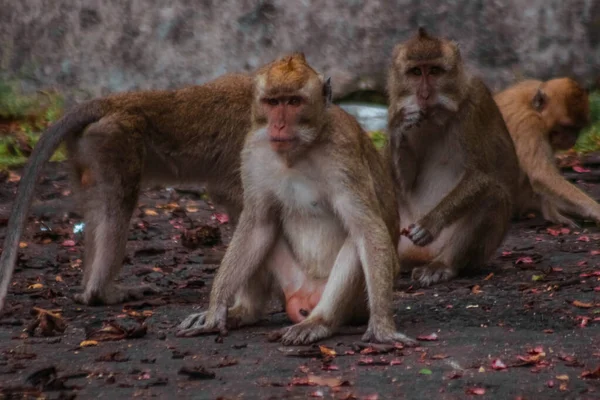 印度尼西亚的长尾猴进行了长尾猴巡游 — 图库照片