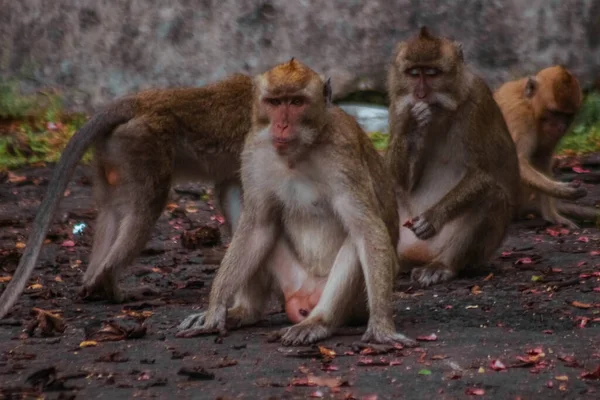 Monyet Ekor Panjang Indonesia Pada Tur Plangon — Stok Foto