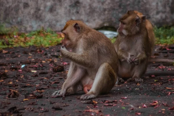 Monyet Ekor Panjang Indonesia Pada Tur Plangon — Stok Foto