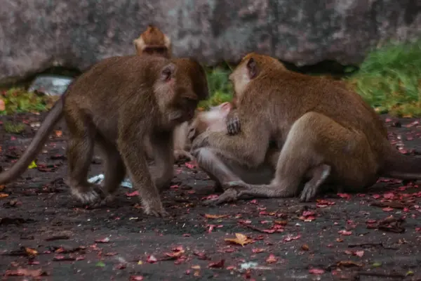 Małpy Długoogonowe Indonezji Trasie Plangon — Zdjęcie stockowe