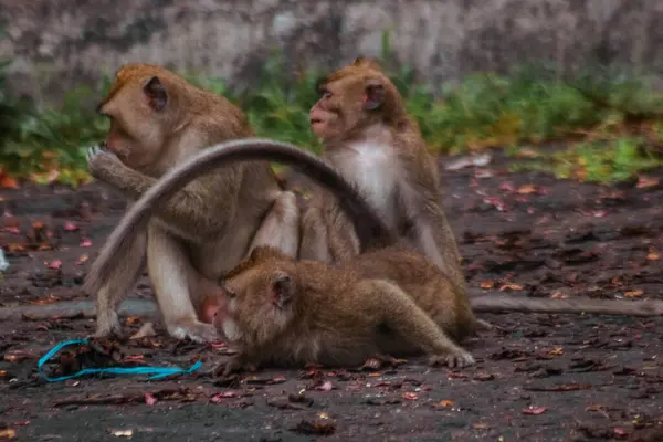 Hosszúfarkú Majmok Indonéziában Plangon Túra — Stock Fotó