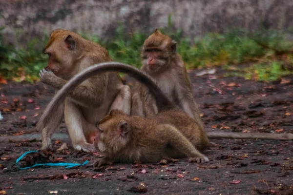 Dlouhoocasé Opice Indonésii Turné Plangon — Stock fotografie