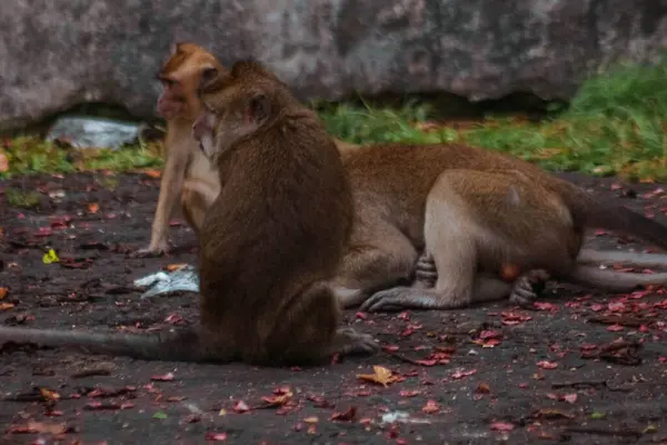 Maimuțe Coadă Lungă Indonezia Plimbare — Fotografie, imagine de stoc