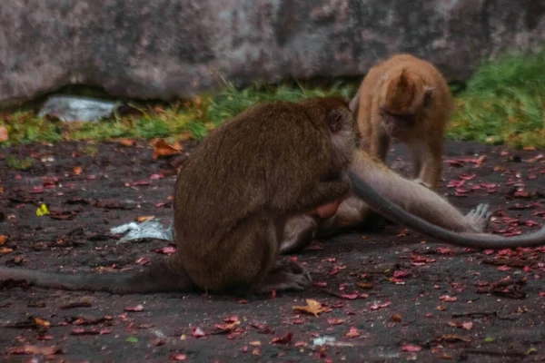 Endonezya Plangon Turunda Uzun Kuyruklu Maymunlar — Stok fotoğraf
