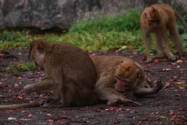 플랑드르 투어에서 인도네시아의 긴꼬리 원숭이 — 스톡 사진