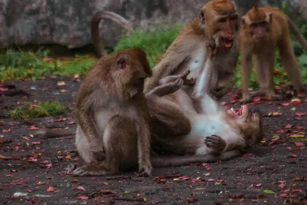 플랑드르 투어에서 인도네시아의 긴꼬리 원숭이 — 스톡 사진