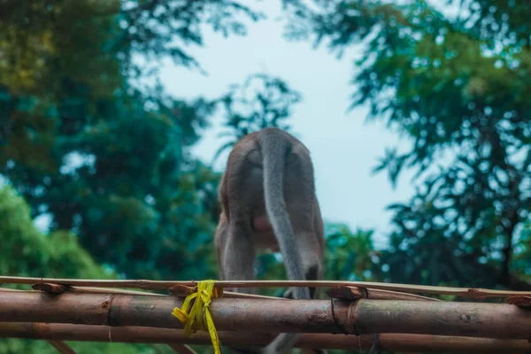 Macaco Cauda Longa Plangon Indonésio — Fotografia de Stock