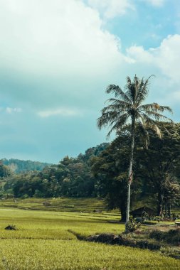 Tepeleri, pirinç tarlaları, Endonezya 'daki Saung ağaçları olan doğal manzara.