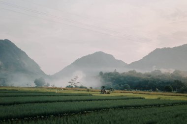 Tepeleri, pirinç tarlaları, Endonezya 'daki Saung ağaçları olan doğal manzara.