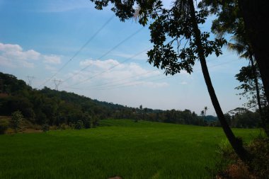 Tepeleri, pirinç tarlaları, Endonezya 'daki Saung ağaçları olan doğal manzara.