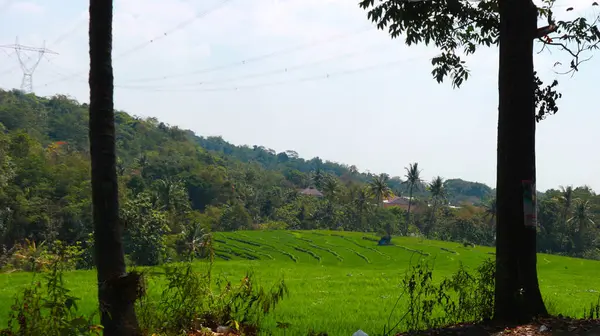 Природные Пейзажи Горой Чиремай Холмами Рисовыми Полями Деревьями Сонг Индонезии — стоковое фото