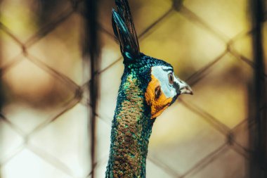 Yeşil tavus kuşu, Phasianidae kabilesindeki diğer kuşlar gibi, yeşil tavus kuşunun da güzel tüyleri vardır. Kürkü altın yeşilidir..