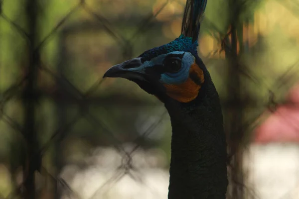 Grüner Pfau Wie Andere Vögel Des Stammes Der Phasianidae Hat — Stockfoto