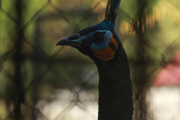 Phasianidae 부족의 새처럼 공작은 아름다운 깃털을 가지고 있습니다 그것의 모피는 — 스톡 사진