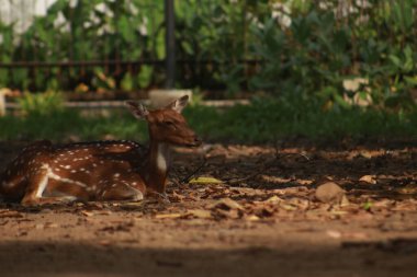 Benekli geyik kafeste.
