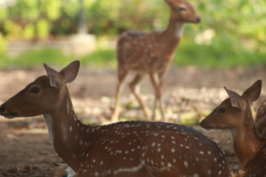 Benekli geyik kafeste.
