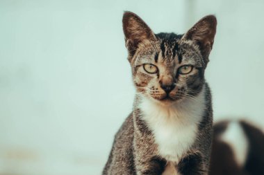 Şirin kedi evin önündeki bahçede dinleniyor.