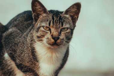 Şirin kedi evin önündeki bahçede dinleniyor.