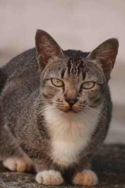 Şirin kedi evin önündeki bahçede dinleniyor.