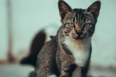 Şirin kedi evin önündeki bahçede dinleniyor.