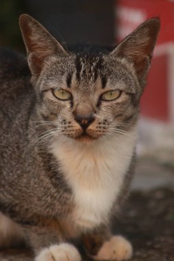 Şirin kedi evin önündeki bahçede dinleniyor.