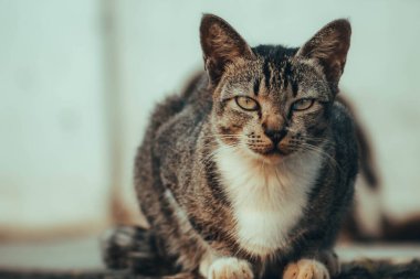 Şirin kedi evin önündeki bahçede dinleniyor.