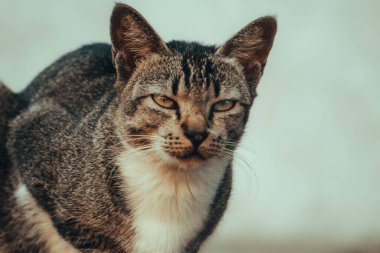 Şirin kedi evin önündeki bahçede dinleniyor.