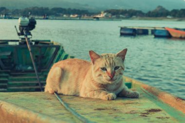 Balıkçı teknesinde kedi portakalı fotoğrafı.