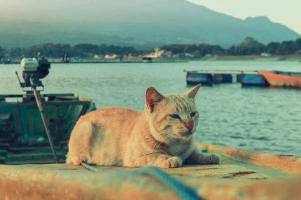 Foto Gato Naranja Barco Pesca — Foto de Stock