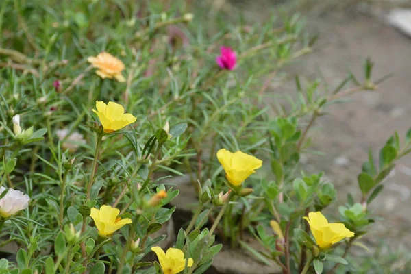 stock image A row of beautiful little yellow flowers.