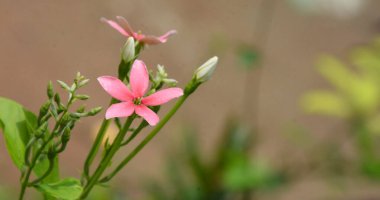 Güzel renkli küçük çiçekler ve tomurcuklar