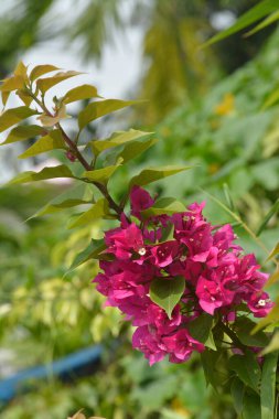 Güzel bir demet çiçek büyüleyici bir atmosfer yaratır..