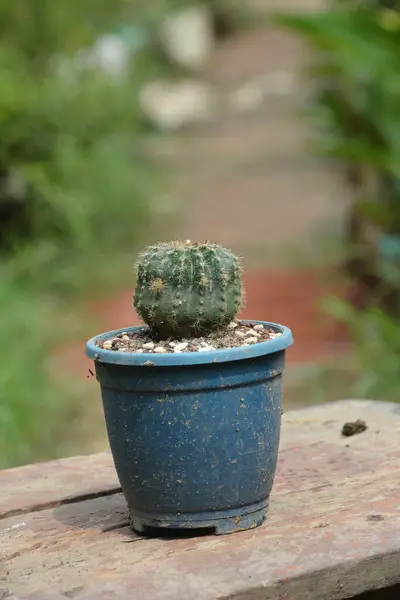 Ein Süßer Kleiner Kaktus Der Wanne — Stockfoto