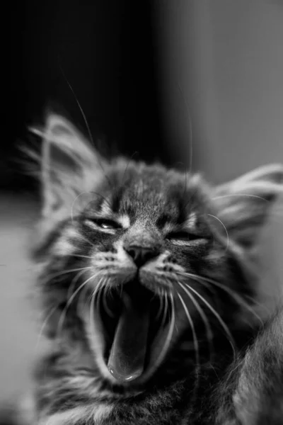 Bir Kedinin Portresi — Stok fotoğraf