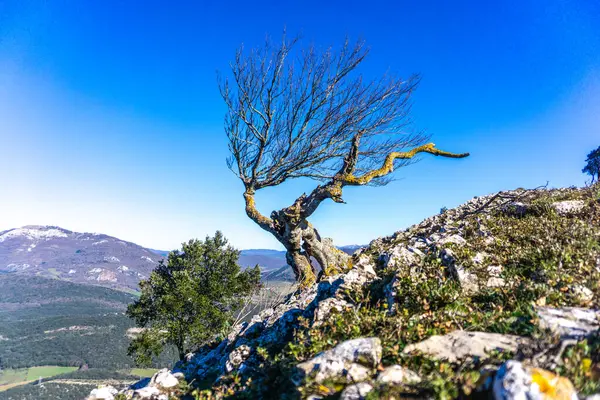 ARBOL EN LA CIMA de UN Monte Doblado A CAUSA DE LOS FUERTES VİENTOS QUE SOPORTA
