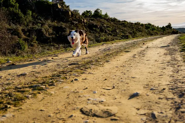 Dağda köpek gezintisi.