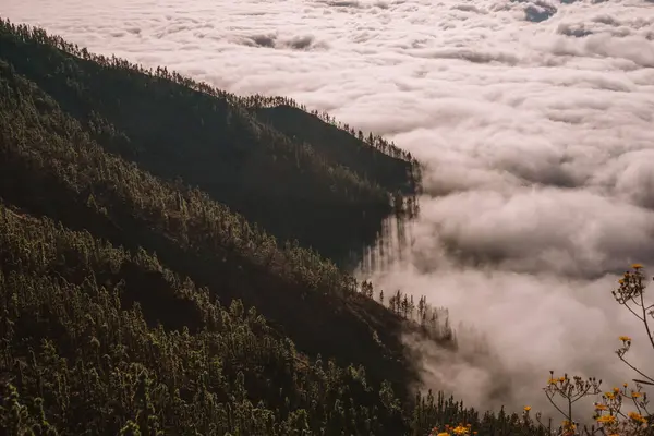 NUBES ENTRANDO EN EL BOSQUE DE PINO CANARIO