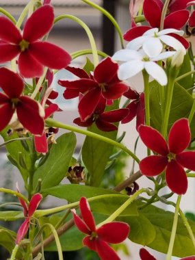 Tayland, Tatlı Portakal ve Wollonggong mevsimlik meyveleri.