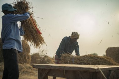 Karjat, Hindistan 27 Kasım 2022 Bir çiftçi harman, ahşap masa üzerinde demet döverek pirinç tanelerini ayırmak için çiftlikte arka planda kuru otlar yığıldı.