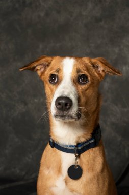 Mumbai, Hindistan 7 Eylül 2023 Turuncu ve beyaz renkli, sulu gözlü bir köpek portresi.